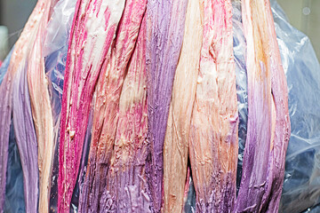 bright pink, purple streaks of hair on a blonde girl. Fashionable image. teenager psychology