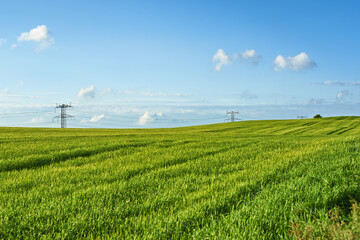 Environment, blue sky and power line in field for electricity, sustainability or outdoor in nature. Grass, growth and agriculture in countryside and eco friendly development or clean energy in meadow