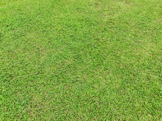 green grass background