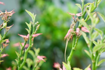 Focus on baby of Oriental garden lizard, Eastern garden lizard or Changeable lizard (Calotes versicolor) on Euphorbia bracteata trees. Wildlife animal and nature background.