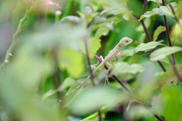 Focus on baby of Oriental garden lizard, Eastern garden lizard or Changeable lizard (Calotes versicolor) on holy basil, Thai basil or hot basil trees. Wildlife animal and nature background.