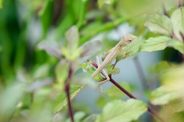 Focus on baby of Oriental garden lizard, Eastern garden lizard or Changeable lizard (Calotes versicolor) on holy basil, Thai basil or hot basil trees. Wildlife animal and nature background.