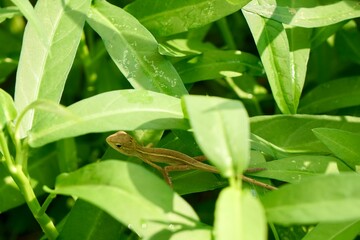 Focus on baby of Oriental garden lizard, Eastern garden lizard or Changeable lizard (Calotes...