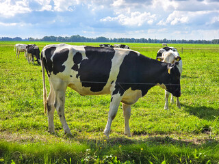 Cows Grazing in Lush Fields of Noordoostpolder Under a Bright Sky