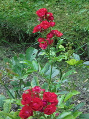 red flowers in the garden