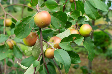 Apples on a tree