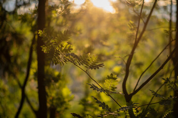 Sun rays in the forest