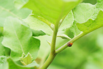 28 spotted lady beetle (Henosepilachna vigintioctopunctata), on green round eggplant leaves in morning light. Pest of nature farming and agriculture. Nature background.