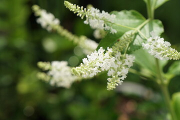 Focus on Curly butterfly bush, Long spiked butterfly bush or Summer lilac. (Buddleja paniculata Wall.) in the morning light. Beautiful flower and nature background or wallpaper.