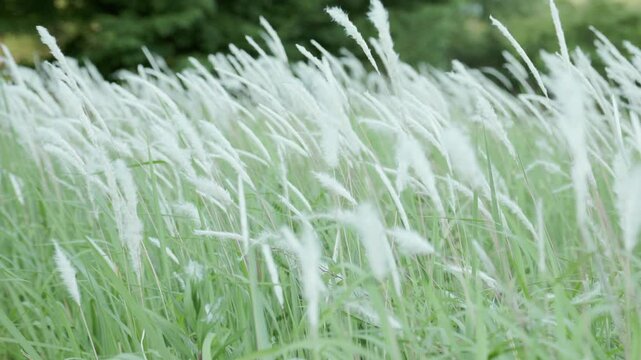 Ears of Poaceae Imperata Cylindrica Swaying in the Wind (HS)  |  Japan