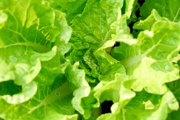 Chinese cabbage. veggies on soil with morning light. Fresh homegrown, organic green vegetables, raw food. Plant plot in urban farming styles. Home gardening concept. beauty nature background.