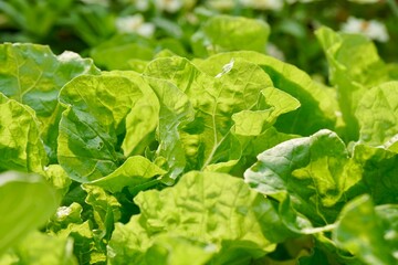 Selective focus of Chinese cabbage. veggies on soil in morning light. Fresh homegrown, organic green vegetables, raw food. Plant plot in urban farming styles. Gardening and beauty nature background.