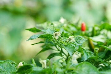 Group of green and red chili and white flower on tree in morning light. Organic food and vegetables gardening or city farming concept. beauty nature background.