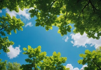 Fototapeta premium leaves and sky