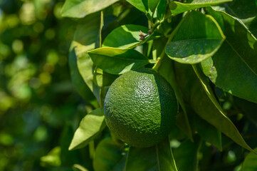 Close-up of orange on tree