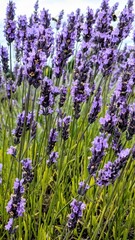 Naklejka premium Classic purple lavender in a lavender field in England