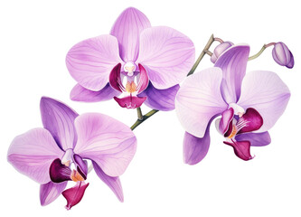 PNG Orchid flower plant white background.