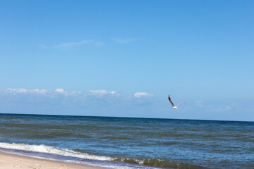 seagull on the beach