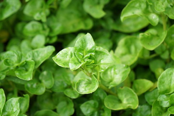 Selective focus on Brazilian Spinach in morning light. Organic food and vegetables gardening or city farming concept. beauty nature background.
