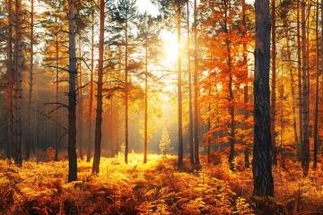 Beautiful Fall Landscape: Golden Forest, Sunlight, Morning Atmosphere