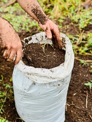 Uma mão com adubos para plantação numa fazenda.