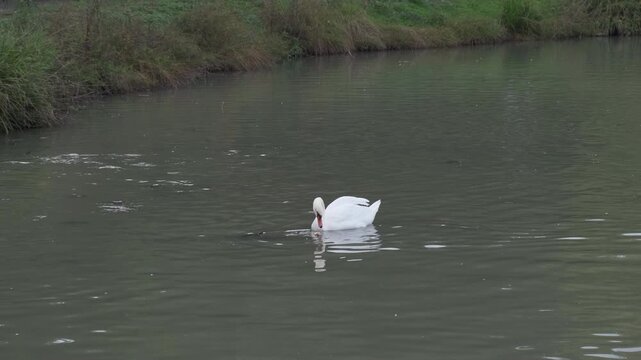 white swan in the lake of the park of villa Pamphili. High quality 4k footage