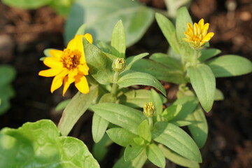 Yellow Zinnia flowers in plant  plot with morning light. gardening or city farming concept. beauty nature background.