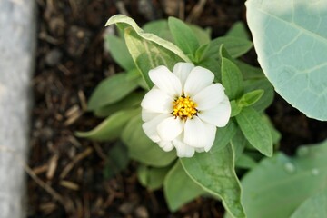 Obraz premium Top view of White Zinnia flowers in plant plot with morning light. gardening or city farming concept. beauty nature background.
