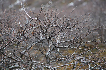 Landschaftsbild auf Island, Wald in der Nähe des Valagil-Wasserfalls