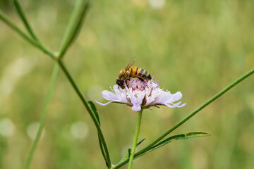 Bee on a flower in a garden set against a lush green natural backdrop