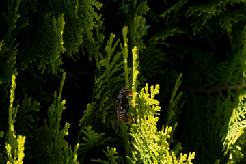Dark colored wasp or bee on a conifer branch, Dark coloured wasp or bee on a conifer branch in a garden in the south of France