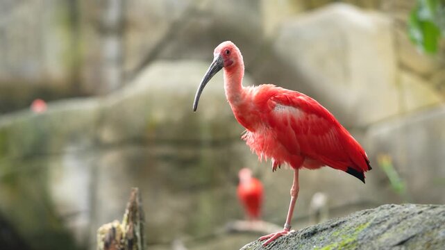 Guar&aacute; ajeitando suas penas em cima de uma pedra 
