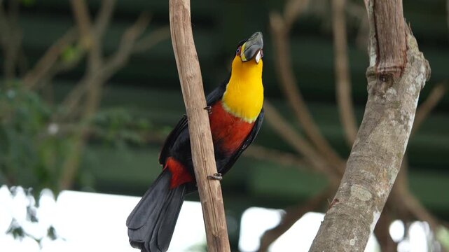 Tucano de bico preto parado em um galho observando 