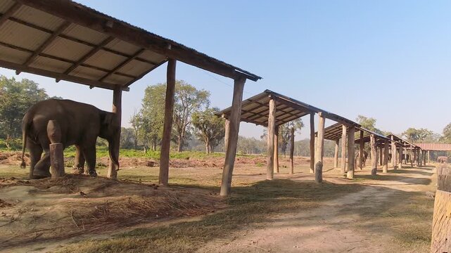Elephant isolated in Chitwan National Park Elephant Breeding Center. Nepal travel destination. Jungles buffer zone animals