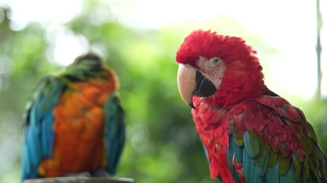 Arara parada em um tronco observando a floresta 