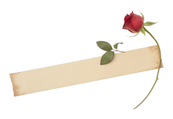 PNG Adhesive tape is stuck on the rose flower plant white background.