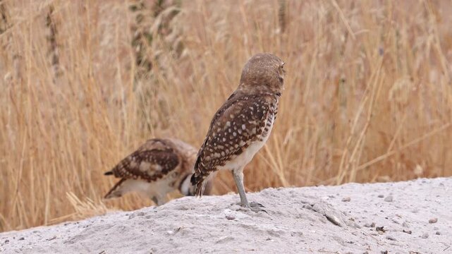 Burrowing Owls outside their burrow as one pounces in the weeds on insects.