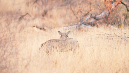 Warthog in the grass