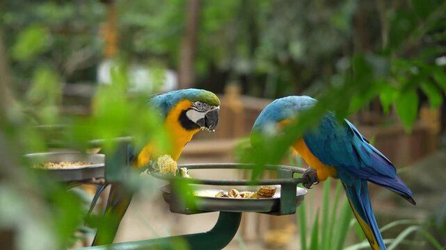 Duas Araras em uma floresta se alimentando 