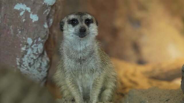 Suricate parado observando 