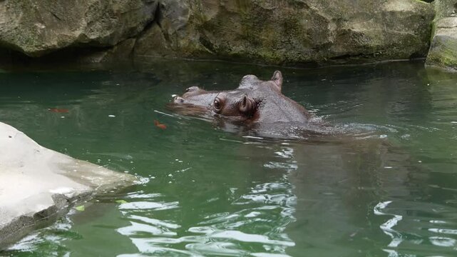 Hipop&oacute;tamo nadando em um lago no zool&oacute;gico