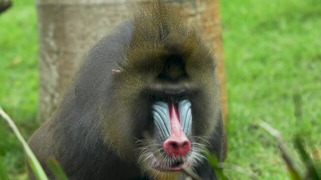 Mandril em um campo observando 