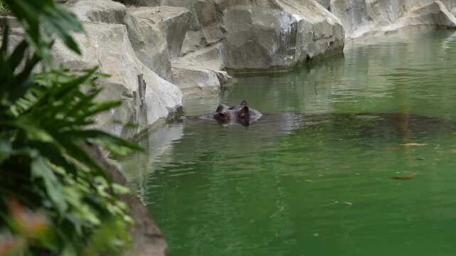  Hipop&oacute;tamo nadando em um lago no zool&oacute;gico