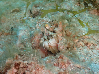 シャコの赤ちゃん