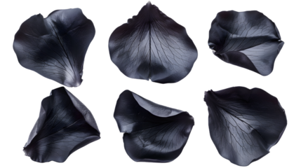 Black rose petals isolated on transparent background PNG