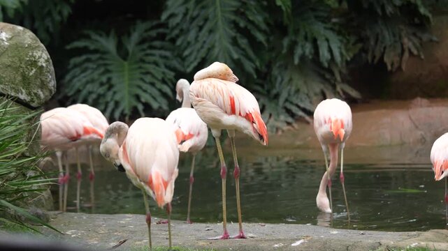 Flamingos parados na beira de um lago 