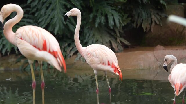 Flamingos parados na beira de um lago 