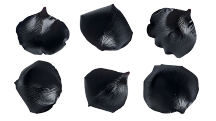 Black rose petals isolated on transparent background PNG