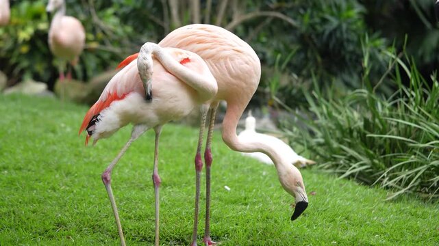 Flamingos parado em um campo ajeitando suas penas 