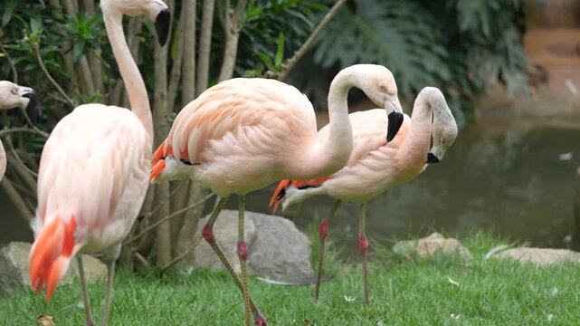 Flamingos andando em um campo 